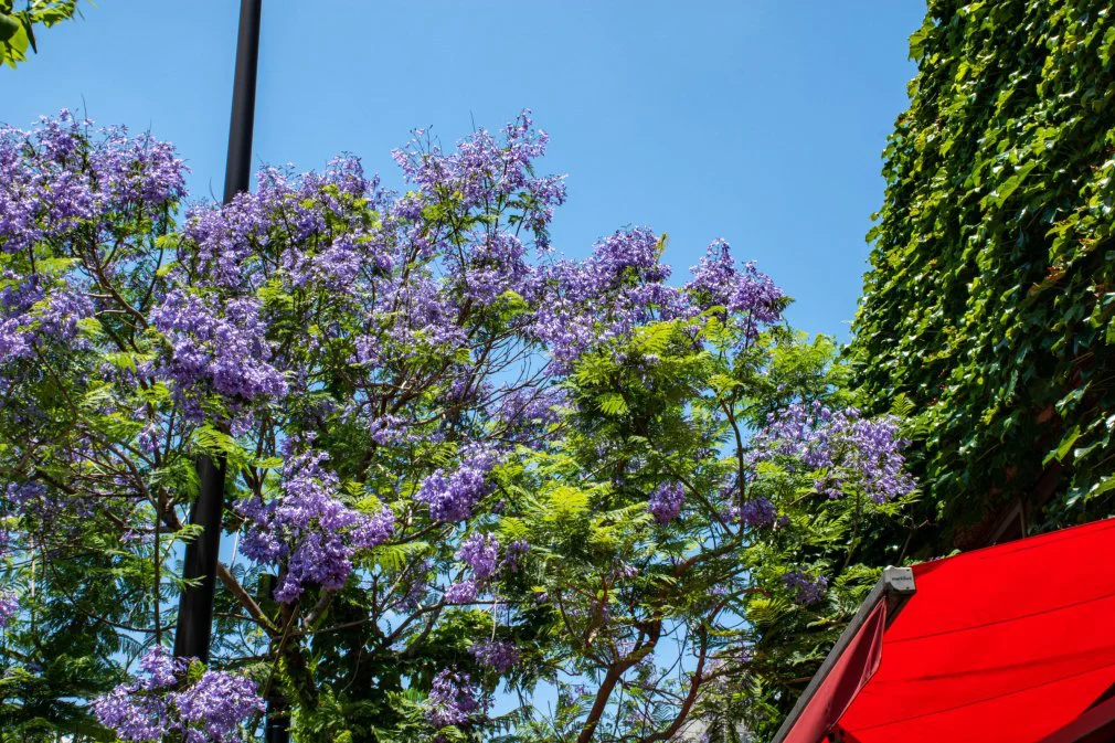 今年もHOLLYWOOD RANCH MARKETにジャカランダが咲きました。 - 株式